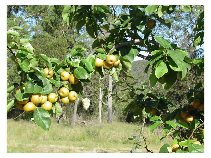 RA 39 Ferndale Road, Bicheno TAS 7215