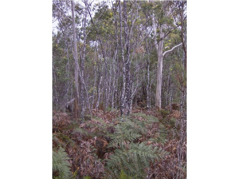 Coles Bay Road/Cnr Friendly Beaches Road, Coles Bay TAS 7215