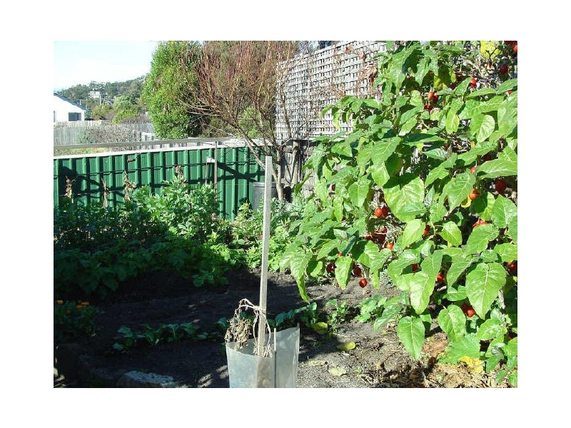 20 Banksia Street, Bicheno TAS 7215