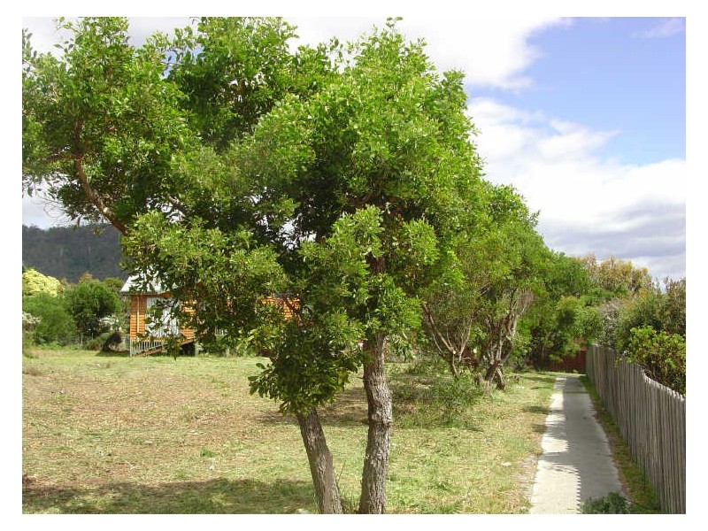 6 Waubs Court, Bicheno TAS 7215