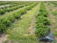 16494 Tasman Hwy, Bicheno TAS 7215