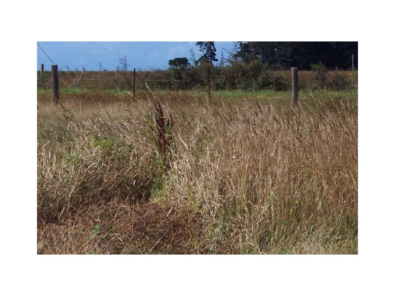 31 Champ Street, Seymour TAS 7215