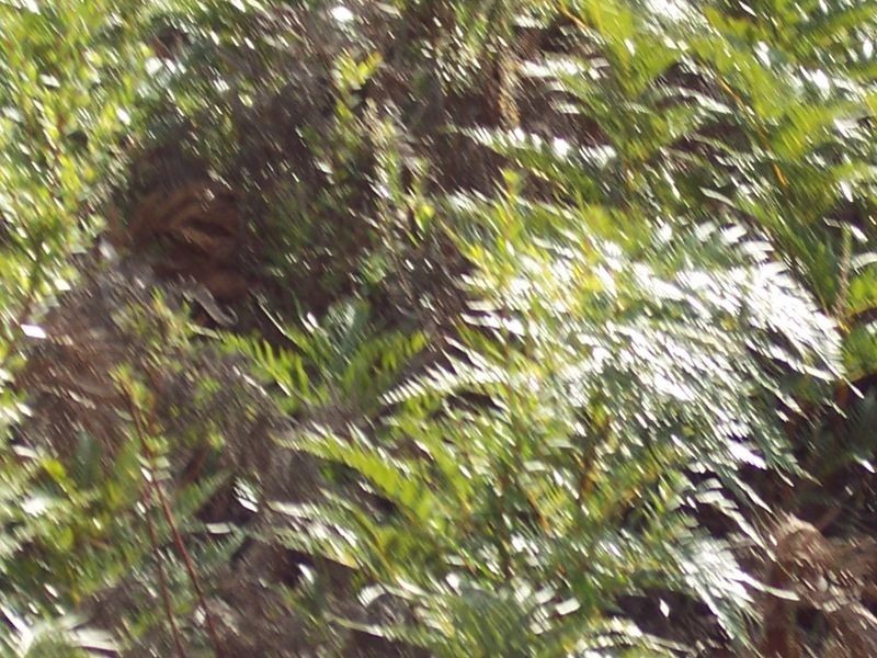 8 Hazards View Drive, Coles Bay TAS 7215