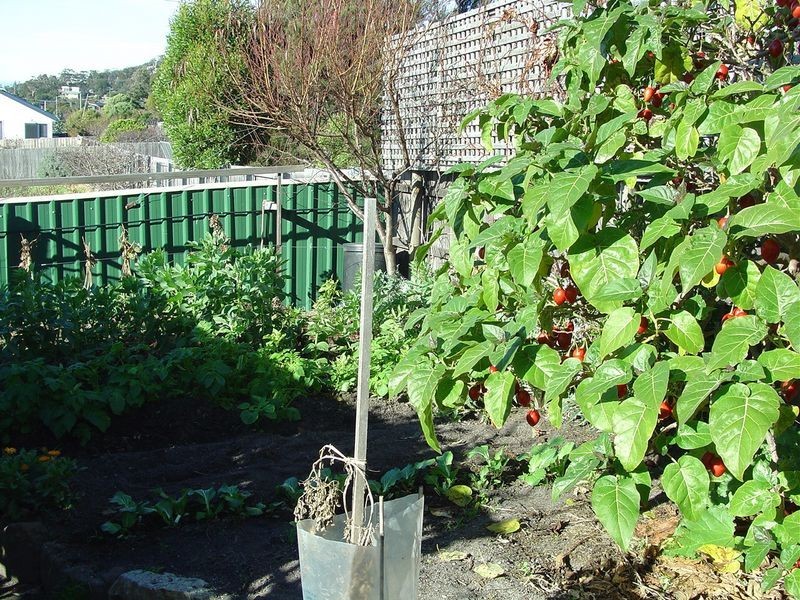 20 Banksia Street, Bicheno TAS 7215