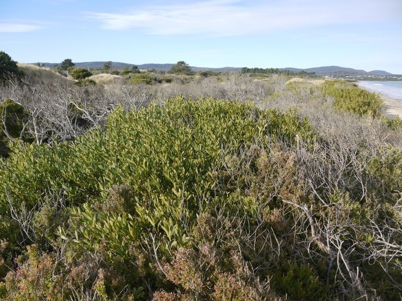 Lot 191 Dolphin Sands Road, Swansea TAS 7190