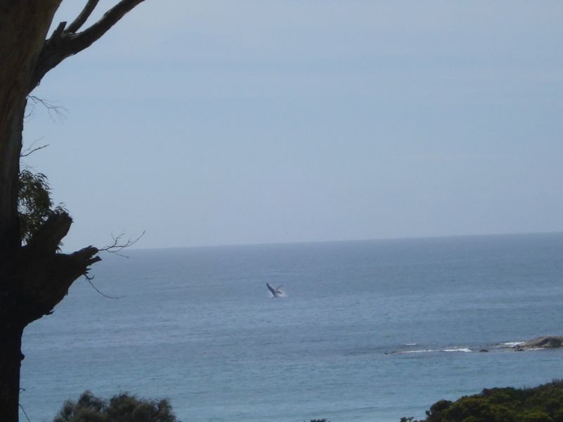 144 Tasman Highway, Bicheno TAS 7215