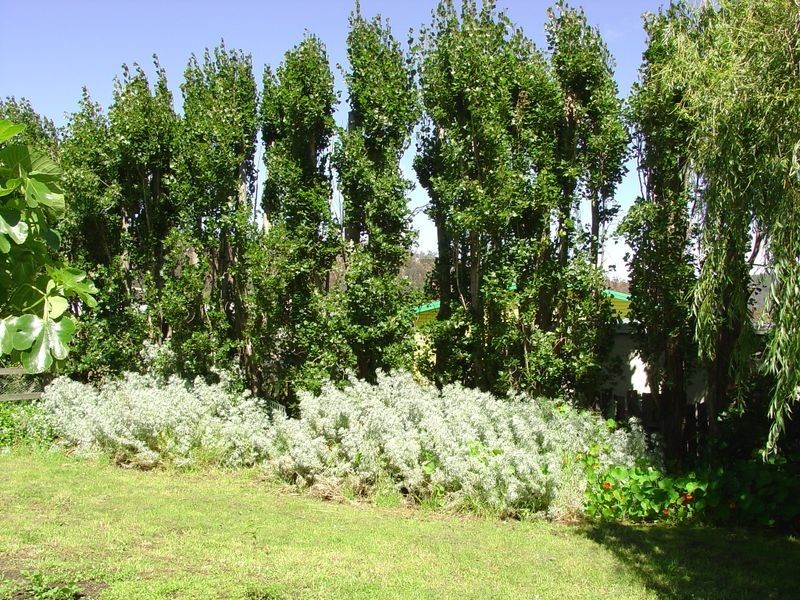 77 Burgess Street, Bicheno TAS 7215