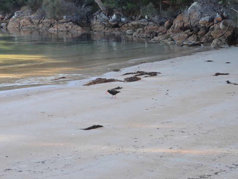 94 Freycinet Drive, Coles Bay TAS 7215