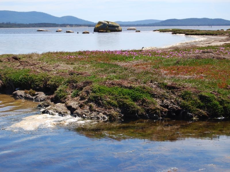 295 Wallaroo Road, Coles Bay TAS 7215