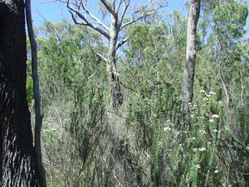 27 Rosedale Road, Bicheno TAS 7215
