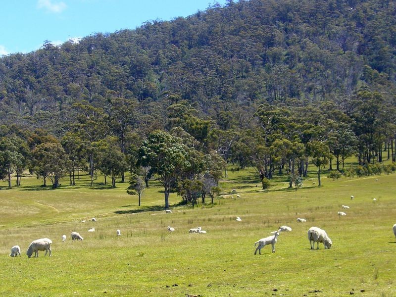 19595 Tasman Highway, Seymour TAS 7215