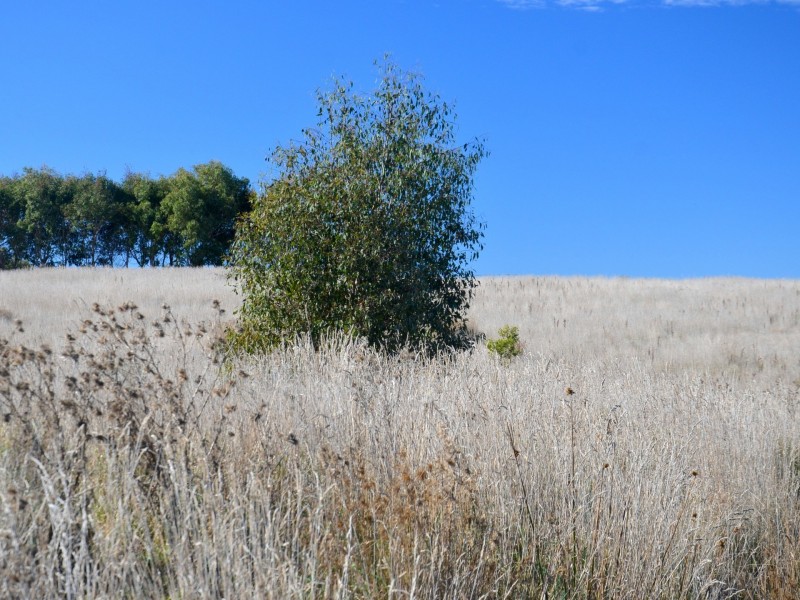 39 Macquarie Street, Seymour TAS 7215