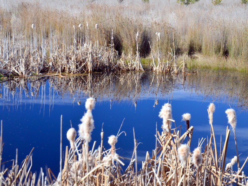 39 Macquarie Street, Seymour TAS 7215