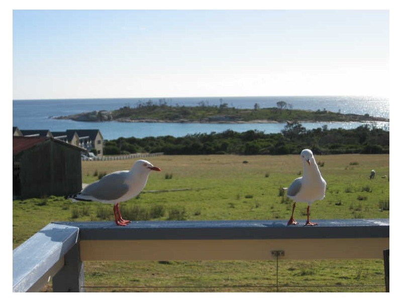 59 Tasman Highway, Bicheno TAS 7215