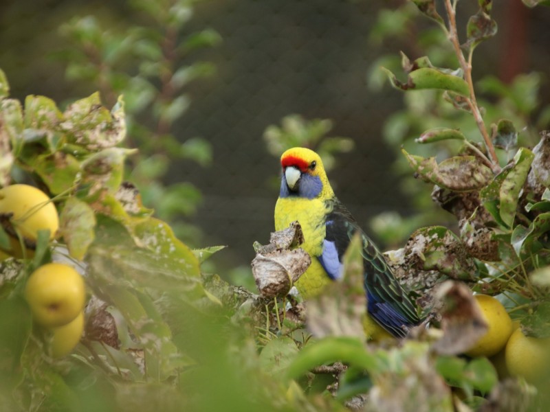 798 Old Coach Road, Cranbrook TAS 7190