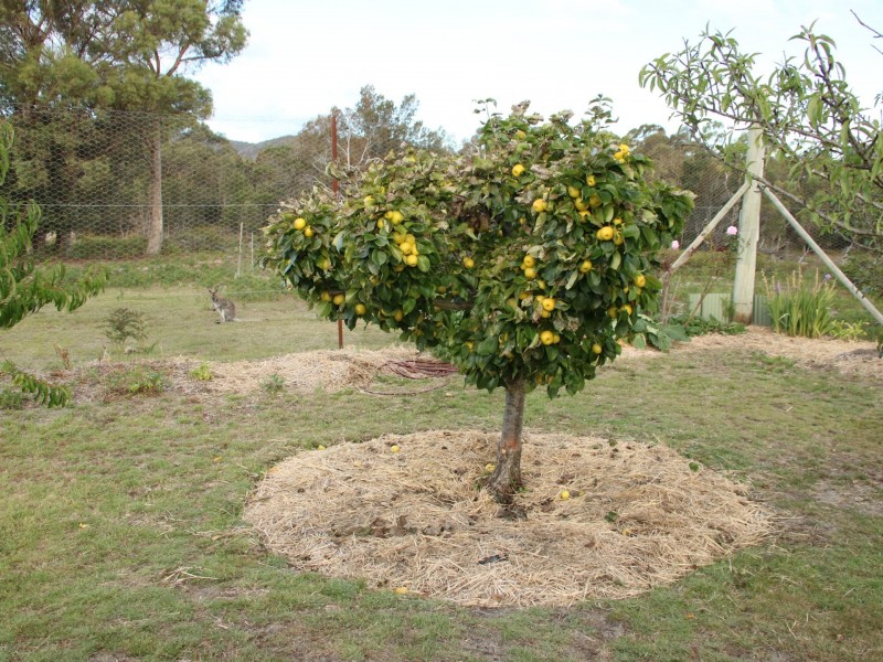 798 Old Coach Road, Cranbrook TAS 7190