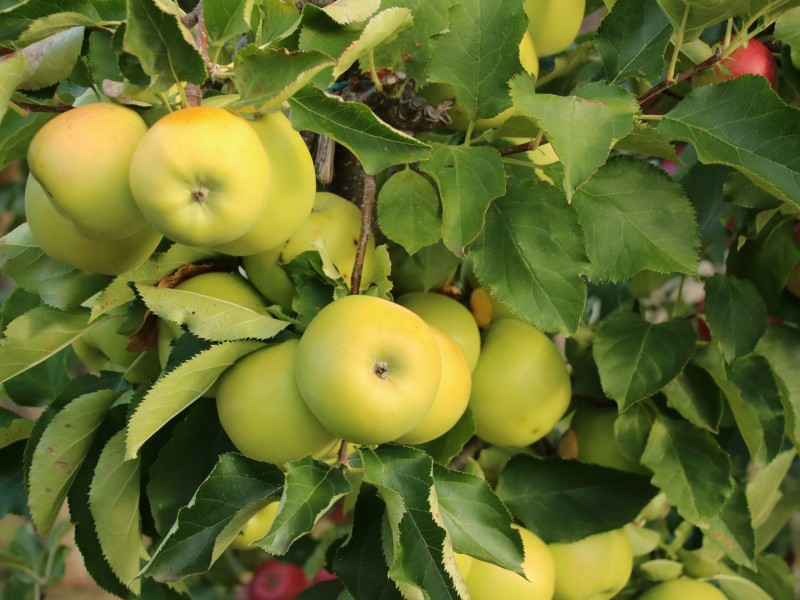 798 Old Coach Road, Cranbrook TAS 7190