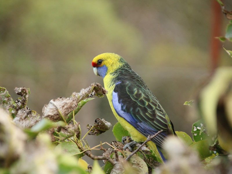 798 Old Coach Road, Cranbrook TAS 7190