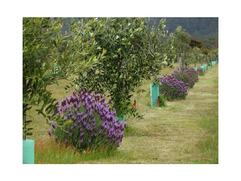 18546 Tasman Highway, Bicheno TAS 7215