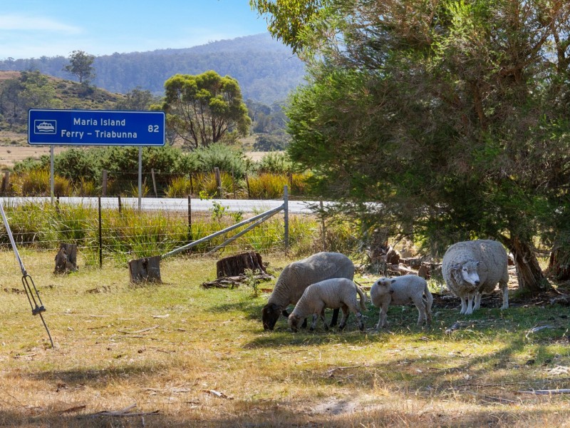 16478 TASMAN HIGHWAY, Bicheno TAS 7215