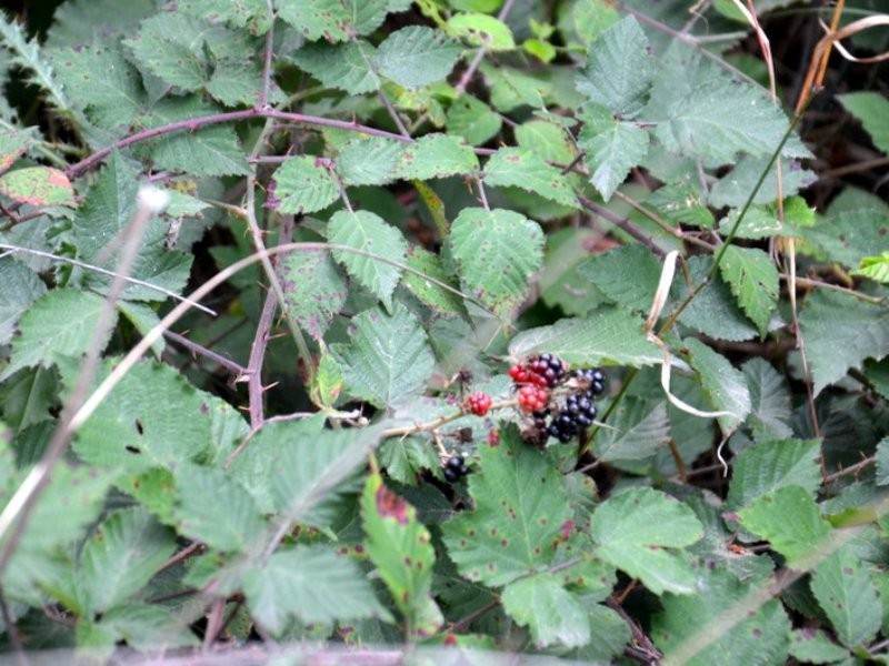 1 Tasman Highway, Seymour TAS 7215