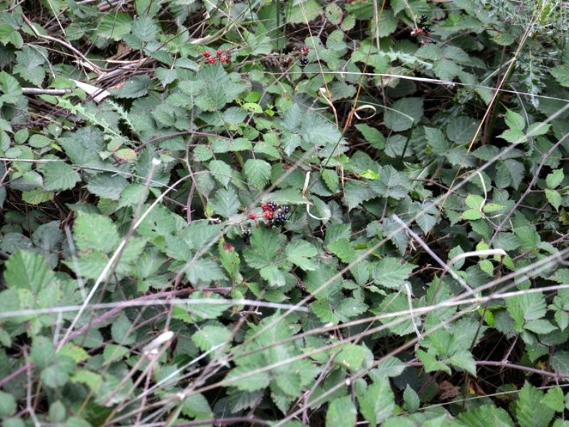 1 Tasman Highway, Seymour TAS 7215