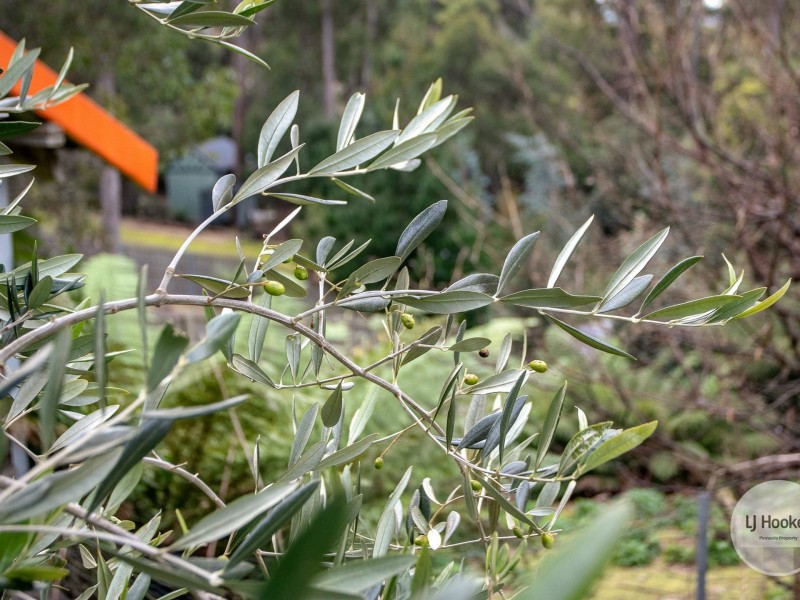 438 Strickland Avenue, South Hobart TAS 7004