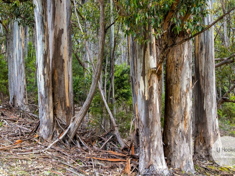 51 Pioneer Road, Kaoota TAS 7150