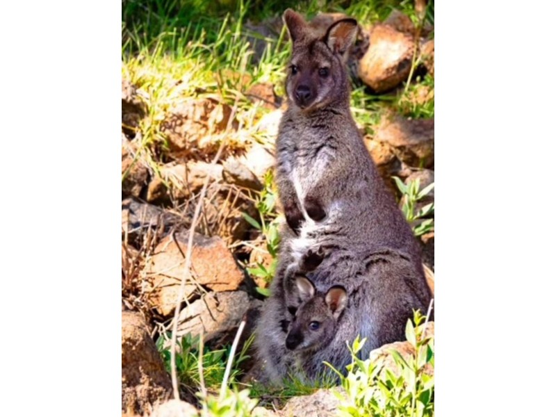 7 Emily Road, West Moonah TAS 7009