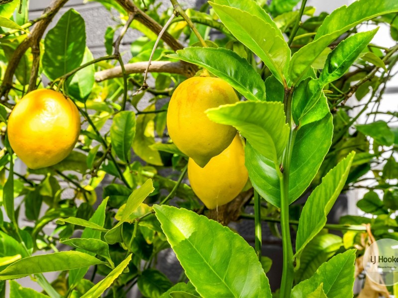 39 Southview Crescent, New Norfolk TAS 7140