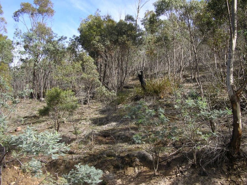 New Norfolk TAS 7140