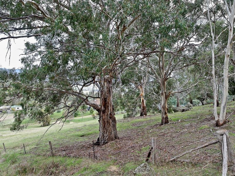 Saddle Road, New Norfolk TAS 7140