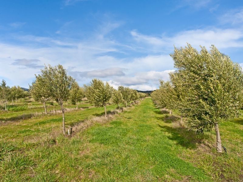 49 Tea Tree Road, Campania TAS 7026