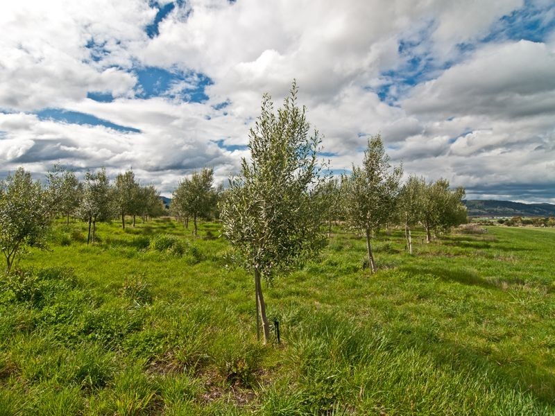 49 Tea Tree Road, Campania TAS 7026