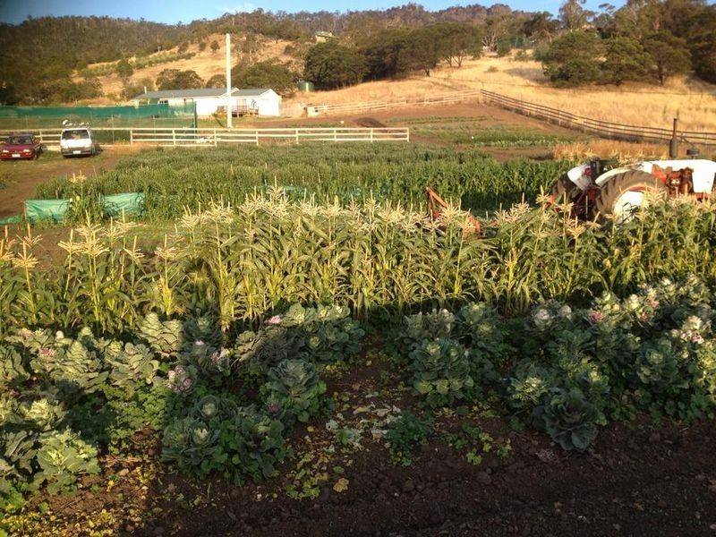 17 Yellow Brick Road, Old Beach TAS 7017