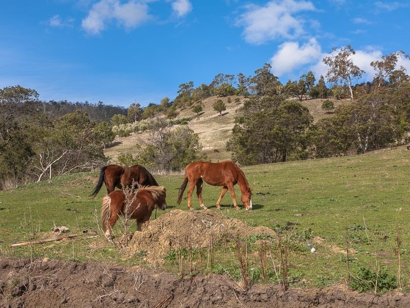 17 Yellow Brick Road, Old Beach TAS 7017