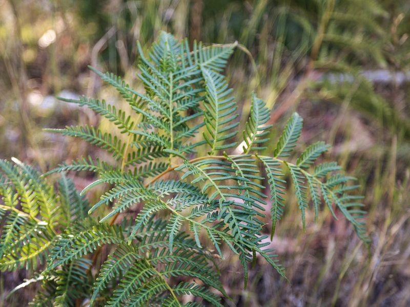 West Hobart TAS 7000