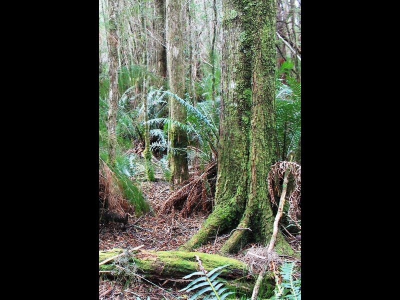 Lot 2 Pillinger, Queenstown TAS 7467