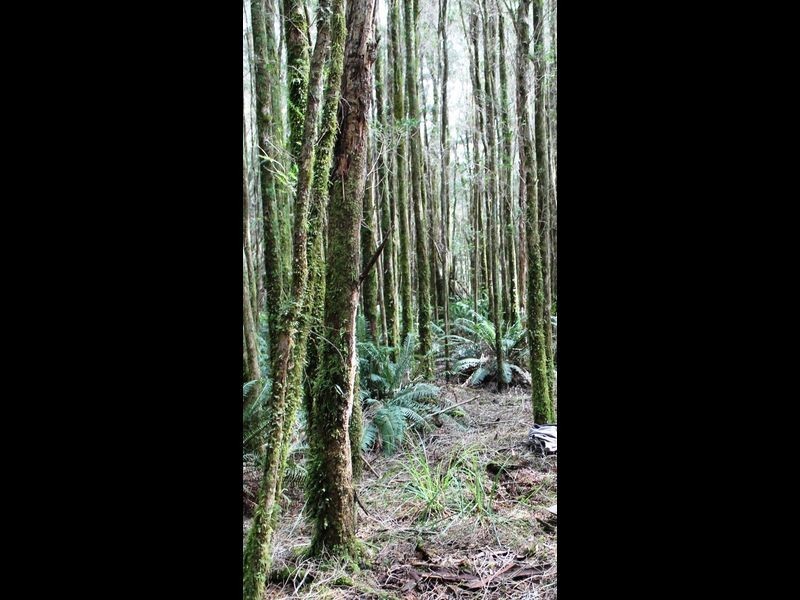 Lot 2 Pillinger, Queenstown TAS 7467