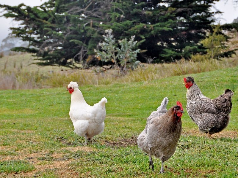 849 Native Corners Road, Campania TAS 7026