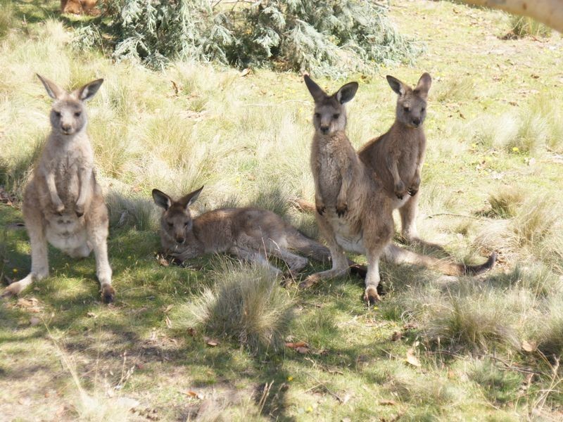 770 Quoin Road, Colebrook TAS 7027