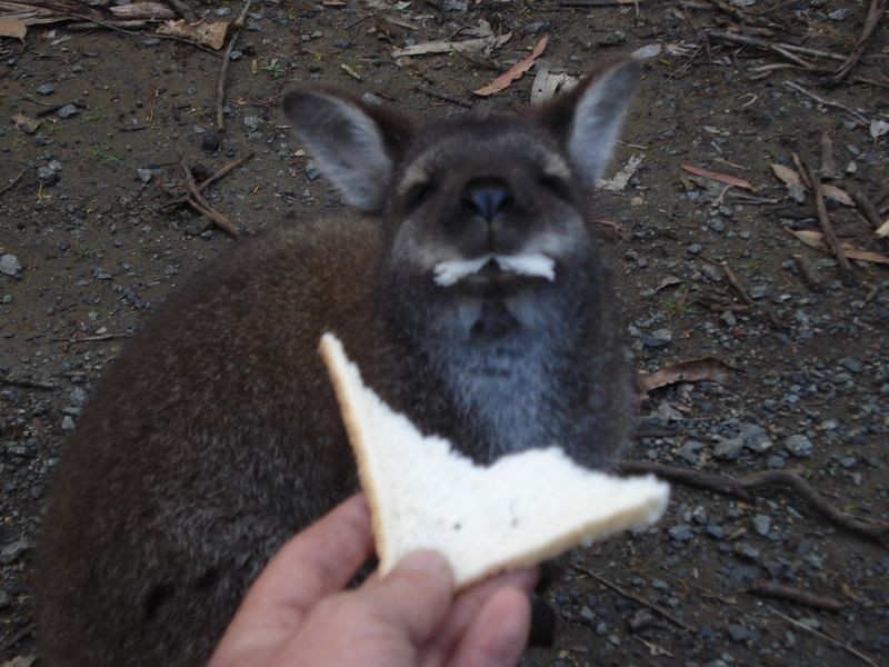 280 Montrose Road, Montrose TAS 7010