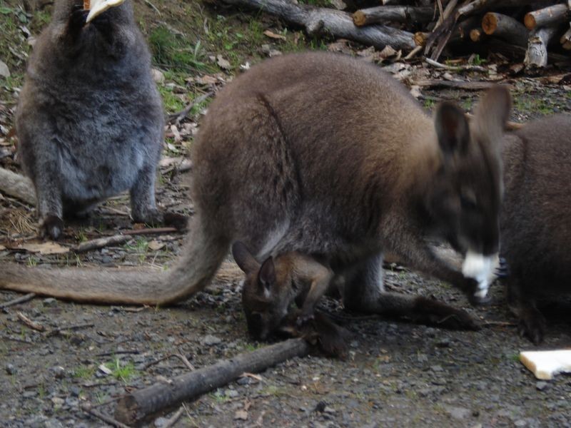 280 Montrose Road, Montrose TAS 7010