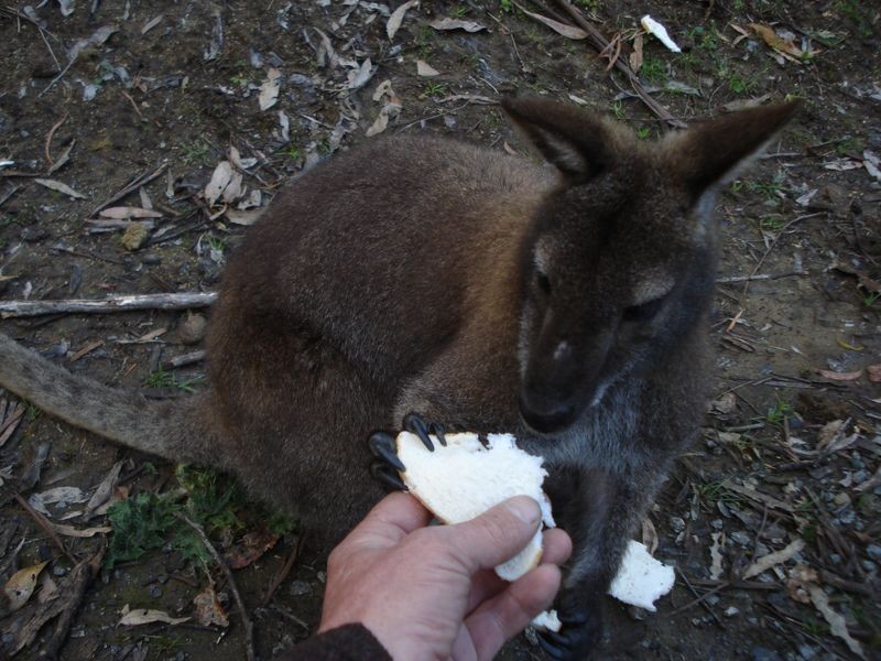 280 Montrose Road, Montrose TAS 7010