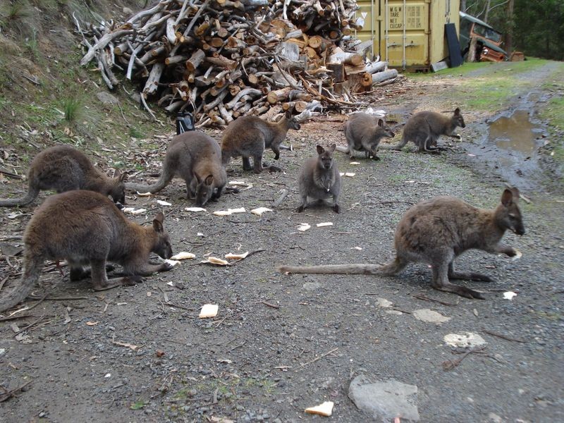 280 Montrose Road, Montrose TAS 7010