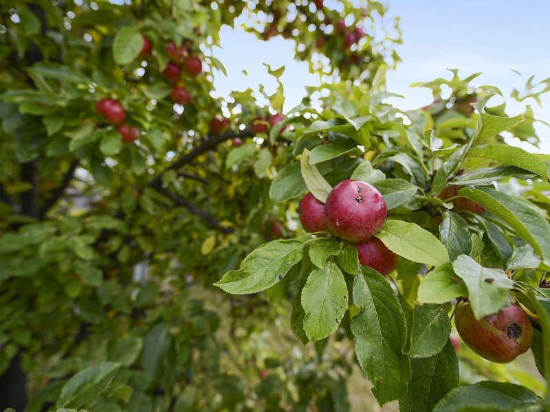 32 Renfrew Circle, Goodwood TAS 7010