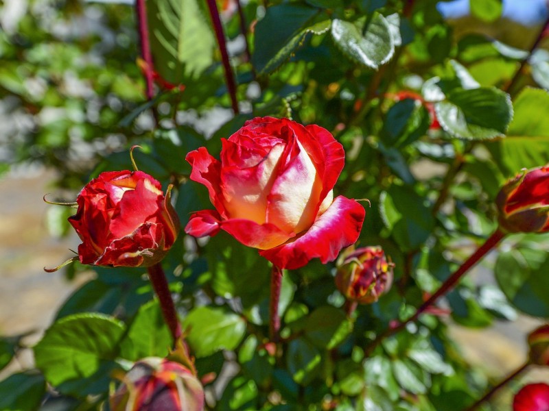 650 Tea Tree Road, Tea Tree TAS 7017