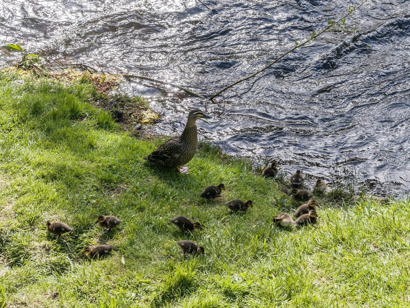 1654 Gordon River Road, Westerway TAS 7140