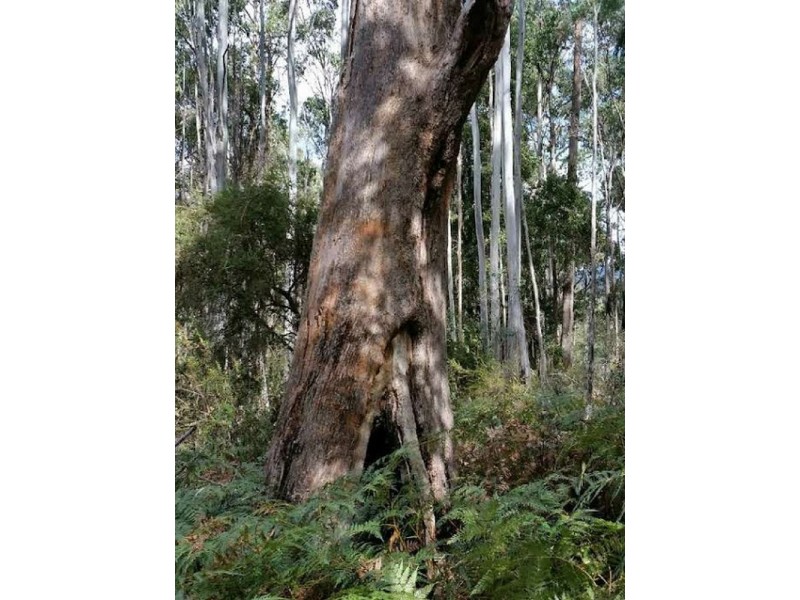 159341/1 Gordon River Road, National Park TAS 7140