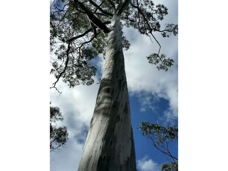 159341/1 Gordon River Road, National Park TAS 7140